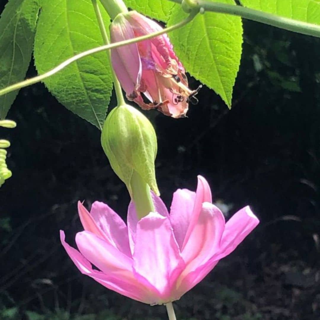 Blume Madeira